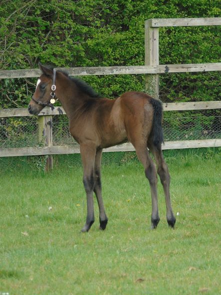 2022 filly by Camelot